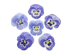 Засахаренный Обезвоженный съедобный цветок "Ледяная сказка" 6 шт